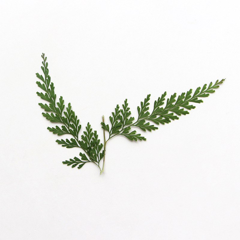 Rami di felce pressati natural - Dried Flower Bulk recensione e prezzo